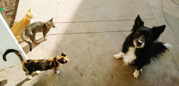 Portrait of two cats