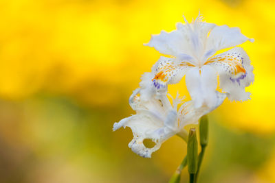 Close-up of white flowers blooming outdoors