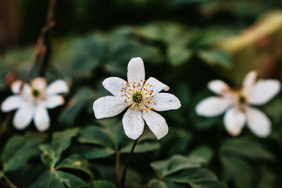 Close-up of white flowering plant