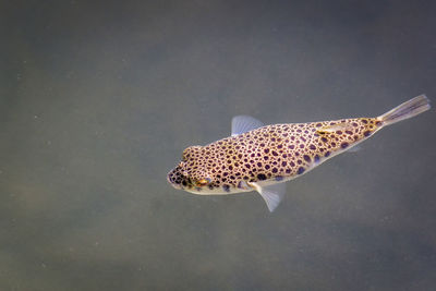 Close-up of fish swimming in sea