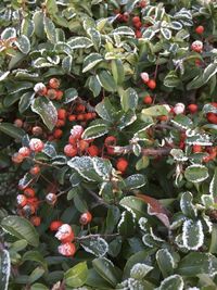 Full frame shot of red berries on plant