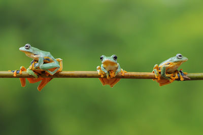 Close-up of frog on metal