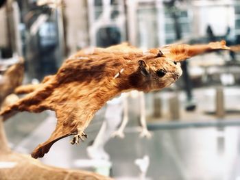Taxidermy of southern flying squirrel at museum