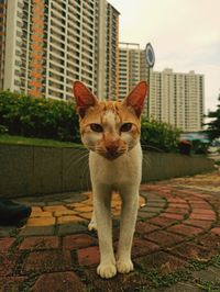 A wild cat has come towards people asking for food. 