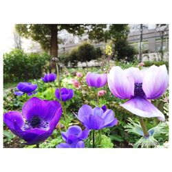 Close-up of purple flowers