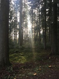 Trees in forest