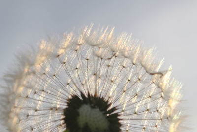 Close-up of dandelion against white background