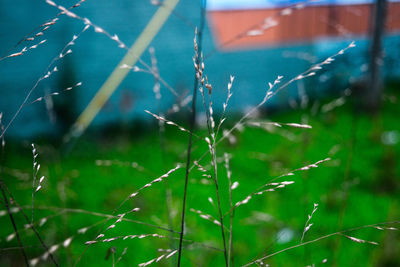 Close-up of grass growing on field