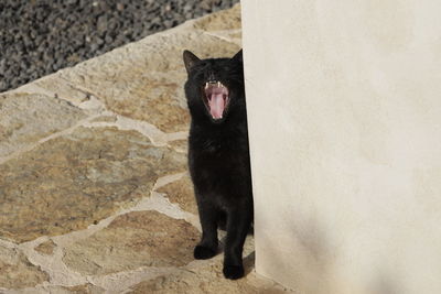 Black cat standing against wall