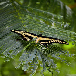 Close-up of butterfly on leaf