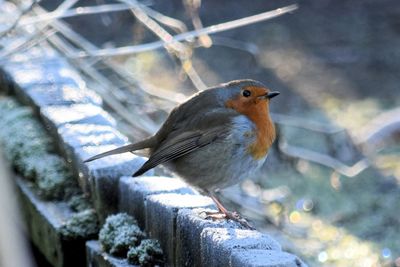 Close-up of bird perching outdoors