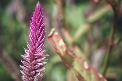 Close-up of purple flowering plant