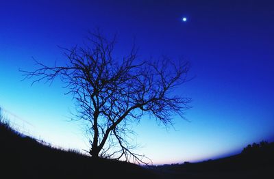 Low angle view of bare tree against blue sky