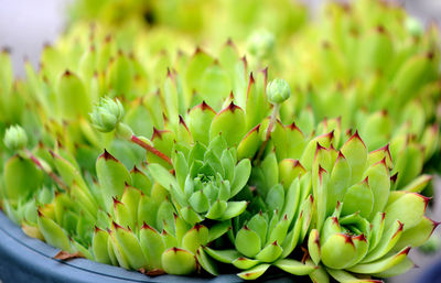 Close-up of succulent plant