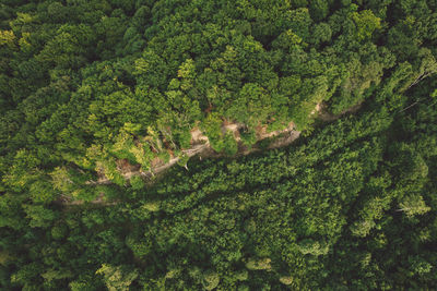 High angle view of trees in forest