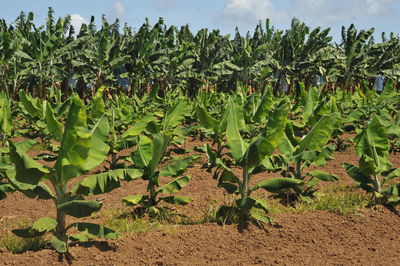 Plants growing on field