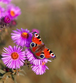 Close-up of butterfly pollinating on purple flower