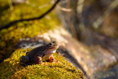 Close-up of frog on moss covered rock