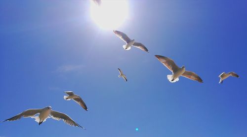 Low angle view of birds flying against clear sky