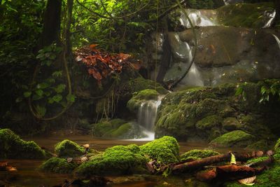 Magical stream found trekking in remote jungle of gunung leuser national park, sumatra, indonesia
