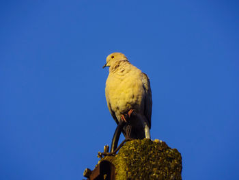 Close up bird on pole