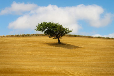 A tree on a cut wheat field in the tuscan countryside