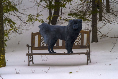 Black dog standing on bench in park during winter