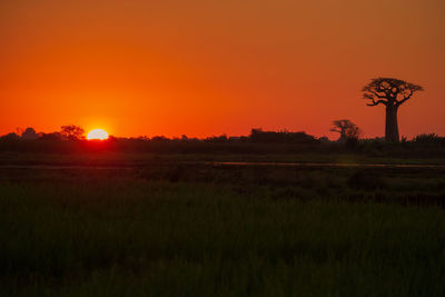 Scenic view of field against orange sky