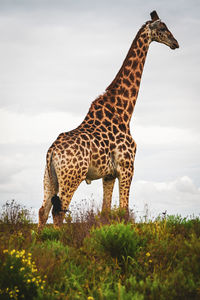 Side view of giraffe 