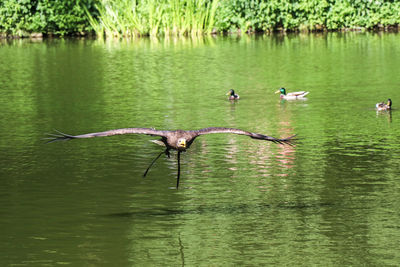 Birds flying over lake