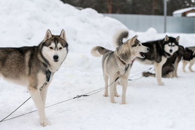 View of dogs on snow covered land