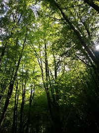 View of trees in forest