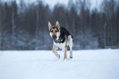 Dog running in snow