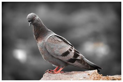 Close-up of pigeon perching