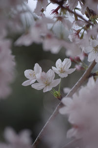 Close-up of white cherry blossoms