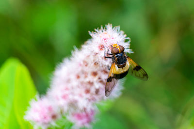 Close-up of bee pollinating on flower