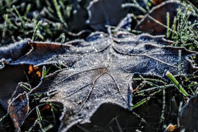 Close-up of dry leaves on snow covered land