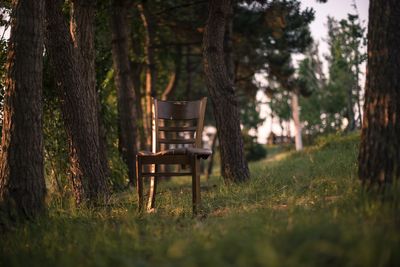 Empty bench on field against trees in forest