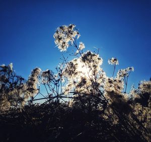 Low angle view of flowering plants against clear blue sky