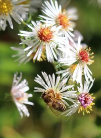 Close-up of flowers blooming outdoors