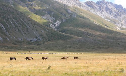 View of sheep grazing in the mountains