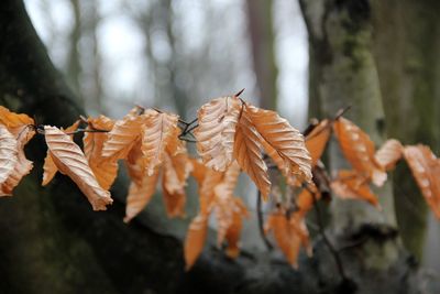 Close-up of dry leaves against blurred background