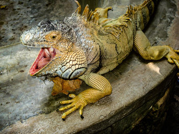 High angle view of iguana on wall