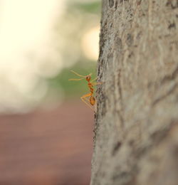 Close-up of insect on tree trunk
