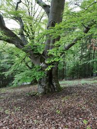 Trees growing in forest