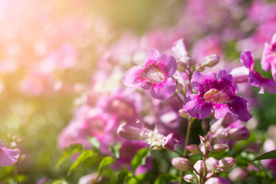 Close-up of pink flowering plant