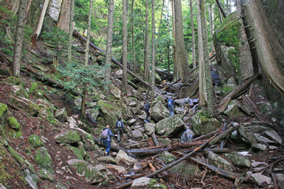 Bamboo trees in forest