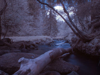 Scenic view of river flowing in forest during winter