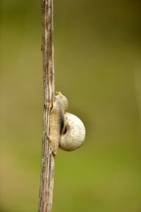 Close-up of lizard