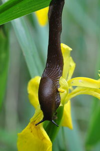 Close-up of slug on yellow flower